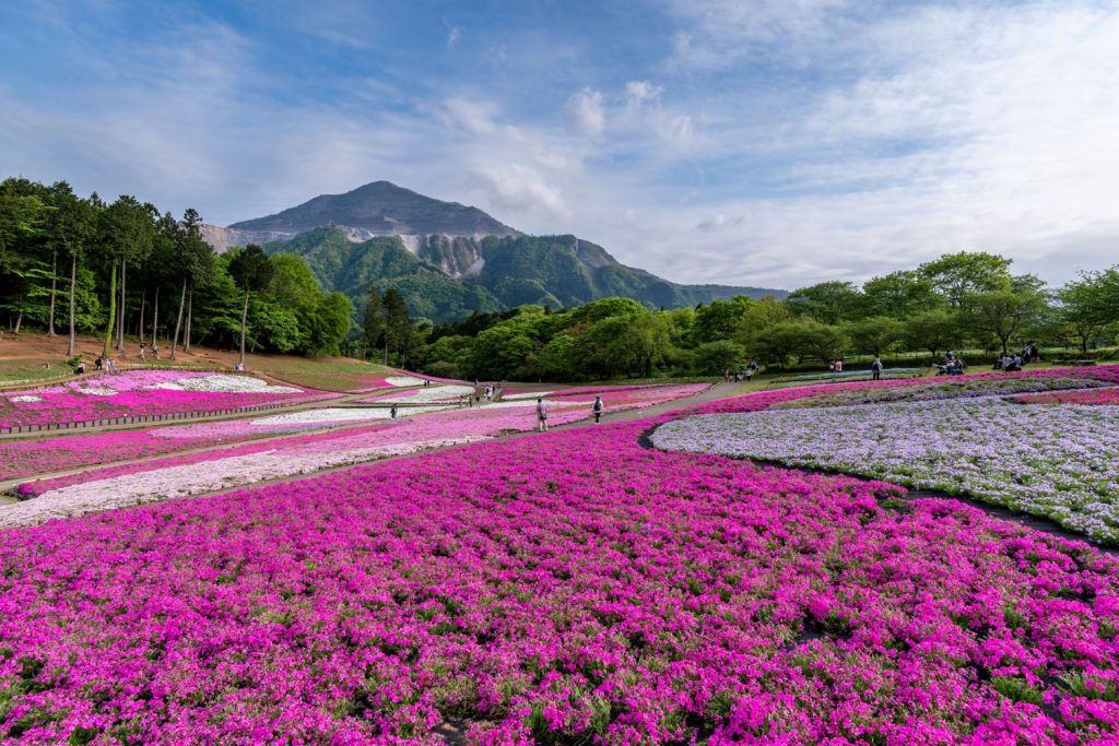秩父市の羊山公園・芝桜の丘