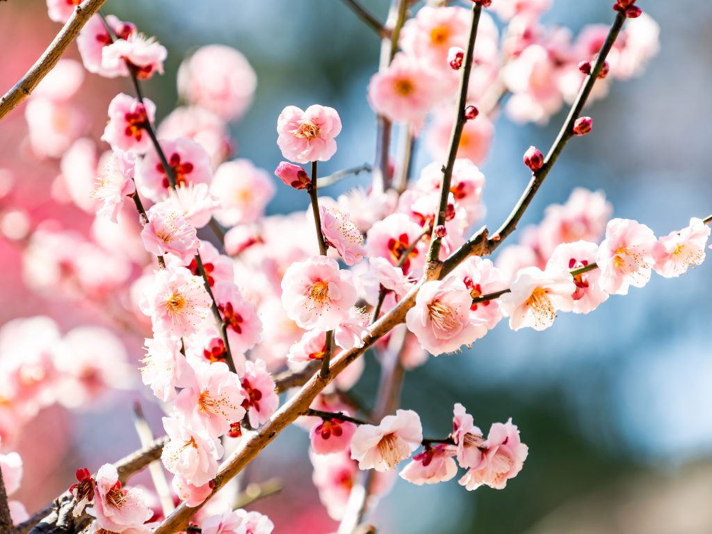 梅の花